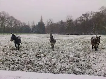 Bed and breakfast Chateau De L'oiseliniere Gorges (Pays de la Loire)